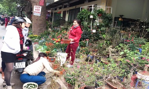 Phố cây cảnh nổi tiếng Hà Nội bung hàng đón Tết