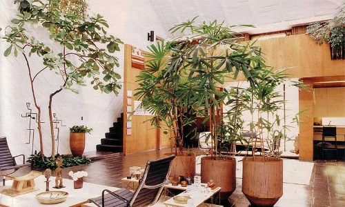 Đây là những vị trí nên đặt cây cảnh trong nhà bạn