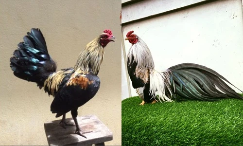 Ngắm gà tre quý bạc triệu đại gia mua chơi Tết Đinh Dậu