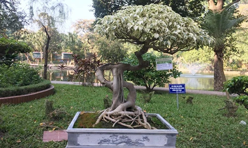 Cây sanh “bạch tạng” tạo dáng hình đô la siêu độc