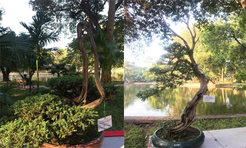 Loạt cây cảnh thân khô giòn vẫn ra lá, tạo dáng cực đẹp