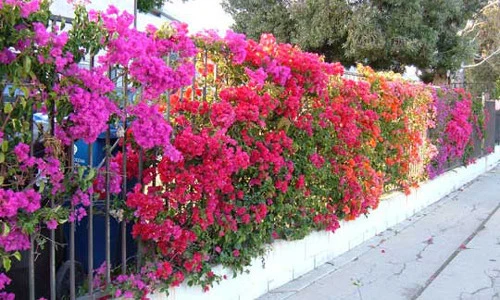 Những mẫu hàng rào hoa đẹp say lòng người