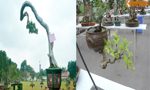 Ngắm siêu cây cảnh có thế dị thường nhất Việt Nam