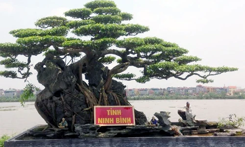 Dàn cây sanh trăm tuổi khoe dáng độc khiến dân Hà Nội phát cuồng