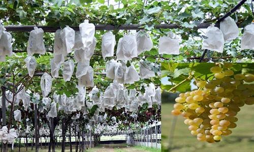 Khám phá cách trồng nho mẫu đơn quý hiếm của người Nhật