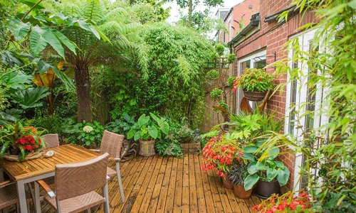 Ông lão 20 năm biến vườn nhà thành rừng nhiệt đới gây choáng