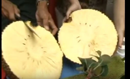 Cận cảnh mít không hạt gây sốt ở miền Tây 