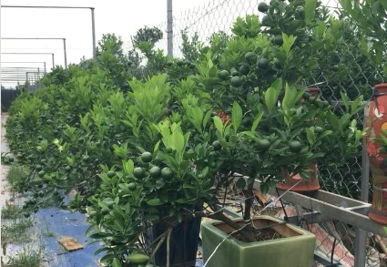 Ngắm vườn quất thế hứa hẹn "hốt" bạc tỷ ở Hà Nội