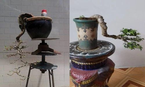 Ngắm loạt bonsai dáng thác đổ siêu độc lạ