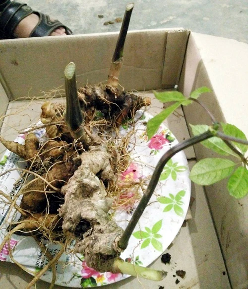 Cận cảnh sâm ngọc linh trăm tuổi của đại gia Việt