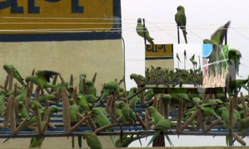 Trang trại độc đáo hút 3.000 con vẹt ghé thăm mỗi ngày