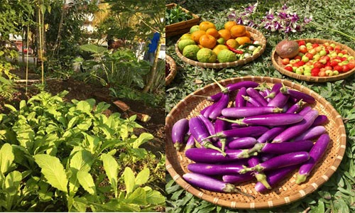 Ghen tỵ vườn đủ thứ rau quả của mẹ Việt ở Malaysia