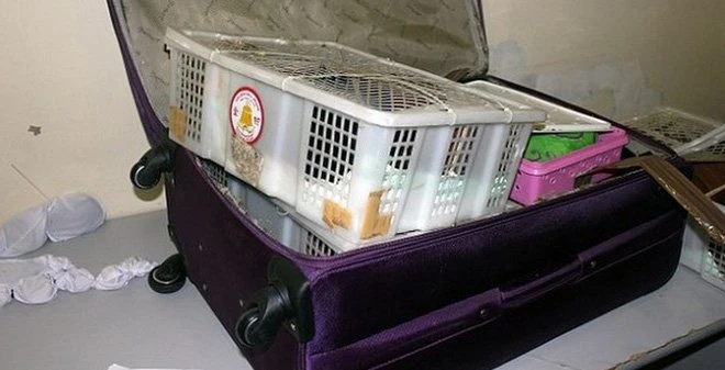 Choáng ngất những thứ độc dị, khủng khiếp lọt qua cửa an ninh hàng không