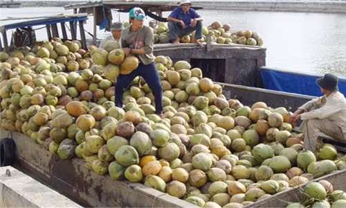 Hình ảnh choáng ngợp thủ phủ dừa lớn nhất nước 