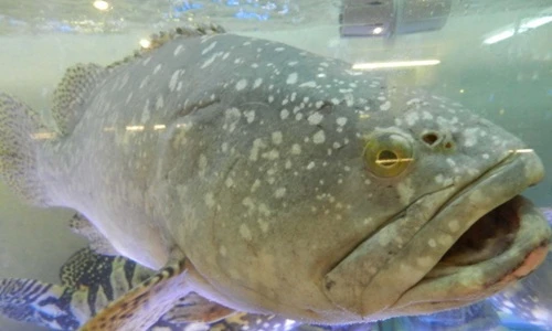 Tại sao đại gia Việt khoái nhậu cá mú nghệ khủng siêu đắt?