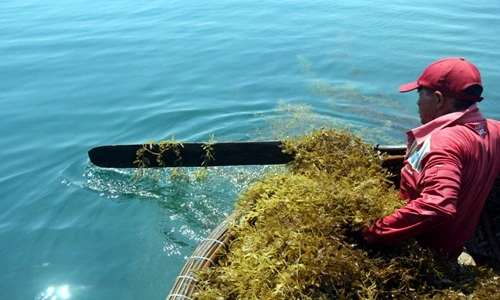 Ngư dân vào mùa ngụp lặn vớt “lộc trời” mỗi ngày