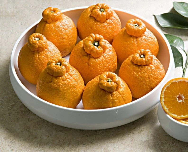 Cam lồi hình dáng dị thường gần 2 triệu đồng/quả gây choáng