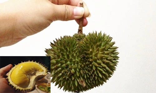 Cận cảnh sầu riêng mini cực lạ đang gây sốt chợ mạng