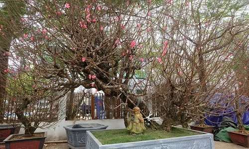 Bích đào cổ quý hiếm không bán, chỉ cho thuê giá 150 triệu đồng