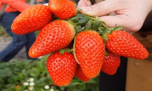 5 loại hoa quả đắt hơn vàng khiến nhà giàu Việt “phát cuồng“