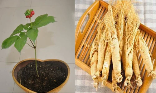 Cách trồng nhân sâm Hàn Quốc tại nhà cực dễ ít ai ngờ