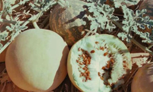 Kỳ lạ dưa hấu trắng đắt đỏ nhưng không ăn được