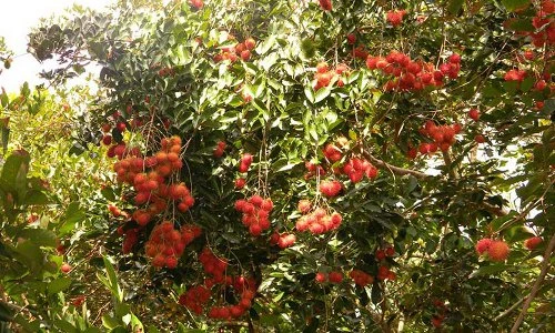 Đã mắt ngắm vựa trái cây lớn nhất miền Tây Nam Bộ 