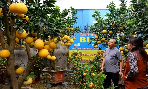 Đã mắt ngắm bưởi cảnh đắt đỏ đổ bộ Hà Nội