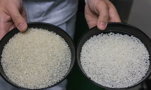 Tận mục gạo đắt nhất thế giới 2,5 triệu đồng/kg