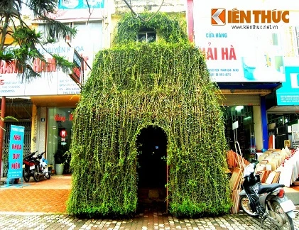 Ngôi nhà cây dị, độc đáo sừng sững "mọc" trên phố Hà Nội