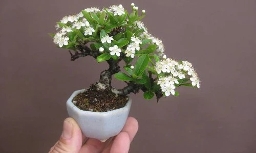 Ngắm bonsai hoa mini trang trí phòng làm việc siêu đẹp