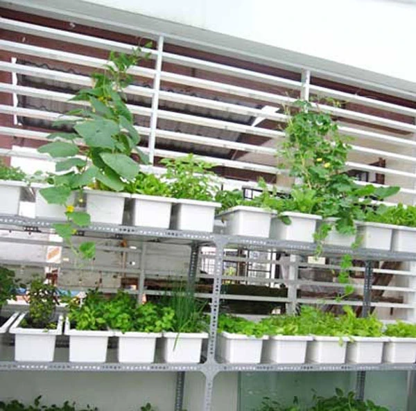 Ngoạn mục trang trí chung cư bằng vườn rau mini