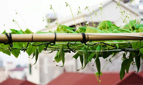 Cách trồng mướp Nhật lên giàn siêu đẹp