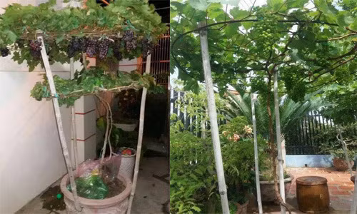 Ngắm nho trồng trong chậu lên giàn cực đẹp 