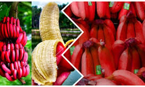 Chị em săn mua chuối đỏ rực siêu lạ giá 250.000 đồng/kg