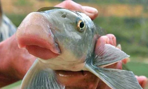 Những loài cá “tiến vua” đắt đỏ được đại gia Việt săn lùng