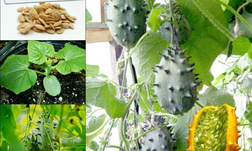 Mẹo chuẩn trồng dưa chuột sừng siêu đắt ngay tại nhà
