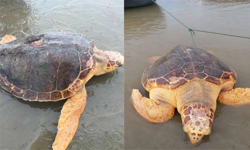 Ngư dân Quảng Trị bắt được rùa vàng quý hiếm nặng 50kg