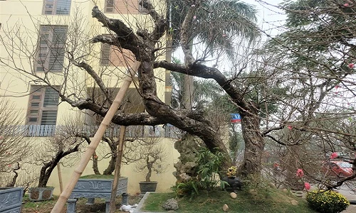 Ngỡ ngàng đào thế khủng 80 năm tuổi giá thuê cực “chát” ở Hà Nội