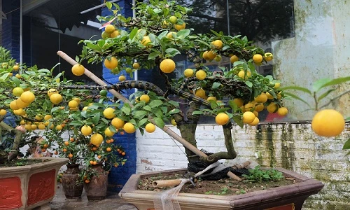 Bonsai chanh Úc vàng ươm lần đầu xuất hiện ở Hà Nội