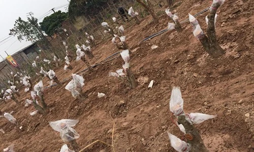 Vườn đào Nhật Tân thế nào sau Tết Nguyên đán?