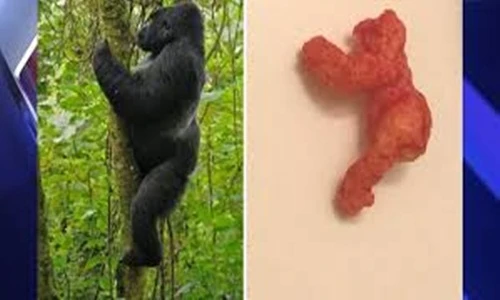 Choáng váng bim bim hình khỉ đột siêu đắt, hơn 2 tỷ đồng 