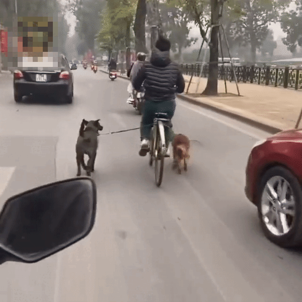 Chó kéo xe trên đường: Người khen, kẻ chê mất an toàn giao thông ảnh 1 Chó kéo xe trên đường: Người khen, kẻ chê mất an toàn giao thông ảnh 1