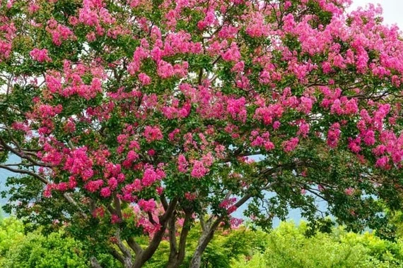 Nhà có cây ‘Tử khí Đông lai’, tài lộc đổ về cuồn cuộn