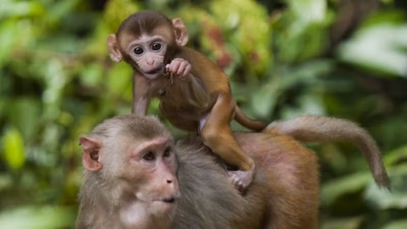 Trong cuộc sống, họ luôn giữ tinh thần lạc quan. Dù có chuyện gì xảy ra cũng luôn tích cực, truyền cảm hứng cho người khác. Chính tinh thần này giúp họ tránh xa tai họa, tận hưởng trọn vẹn mùa hè ngập tràn hạnh phúc.