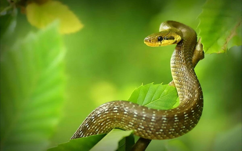 Về tài chính, dù thu nhập có dấu hiệu tăng, tuổi Tỵ cần chú ý đến kế hoạch chi tiêu và đầu tư để giữ vững sự ổn định lâu dài.