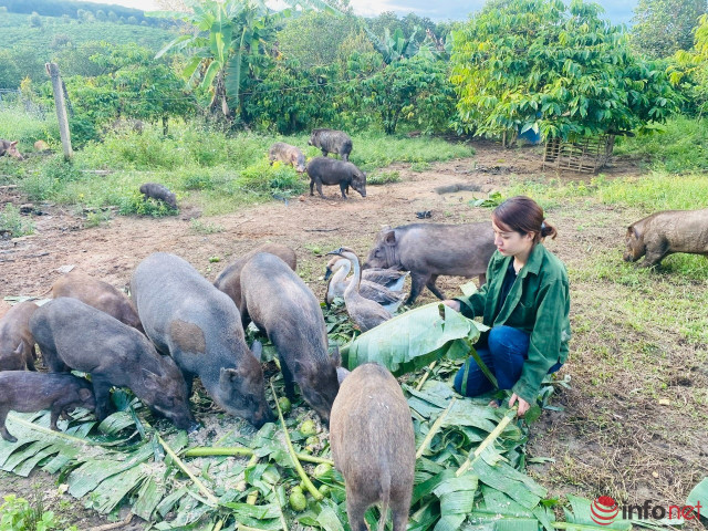 Cô giá xinh đẹp rời Sài Gòn sau 10 năm gắn bó về quê nuôi heo bản, trồng cây làm giàu - Hình 3 Co gia xinh dep roi Sai Gon sau 10 nam gan bo ve que nuoi heo ban, trong cay lam giau-Hinh-3