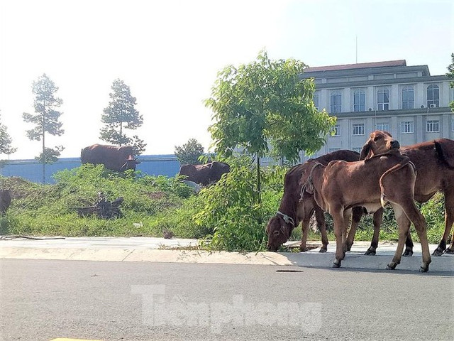Dự án nhà ở Đại Nam từng muốn hiến 127 lô đất nhưng không ai nhận giờ ra sao? - Hình 8 Du an nha o Dai Nam tung muon hien 127 lo dat nhung khong ai nhan gio ra sao?-Hinh-8