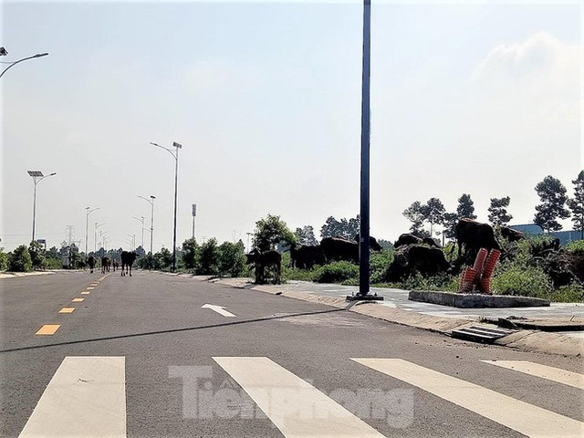 Dự án nhà ở Đại Nam từng muốn hiến 127 lô đất nhưng không ai nhận giờ ra sao? - Hình 7 Du an nha o Dai Nam tung muon hien 127 lo dat nhung khong ai nhan gio ra sao?-Hinh-7