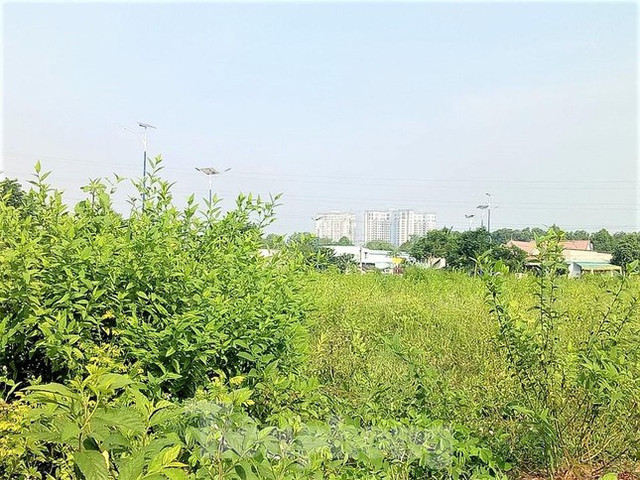 Dự án nhà ở Đại Nam từng muốn hiến 127 lô đất nhưng không ai nhận giờ ra sao? - Hình 11 Du an nha o Dai Nam tung muon hien 127 lo dat nhung khong ai nhan gio ra sao?-Hinh-11